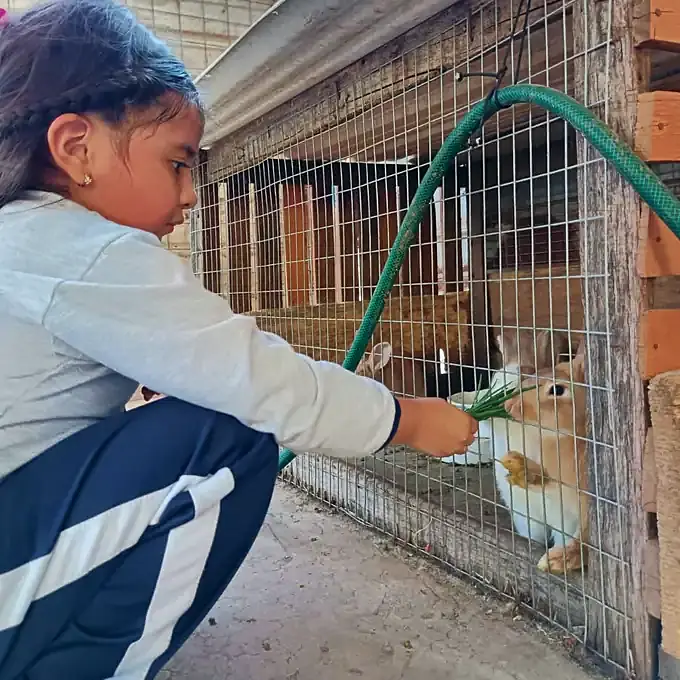 Una niña en cuclillas da de comer hierba fresca a un conejo a través de la malla de la Mini Farm.